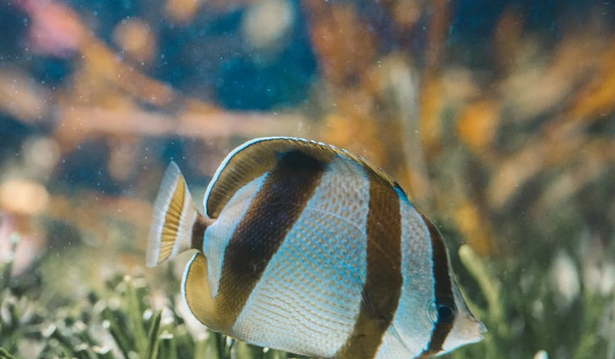 Striped tropical fish swimming among green aquarium plants