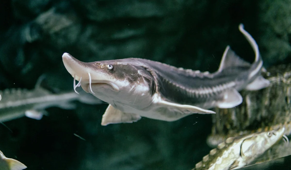 A sturgeon-like freshwater fish with barbels swimming in an aquarium.
