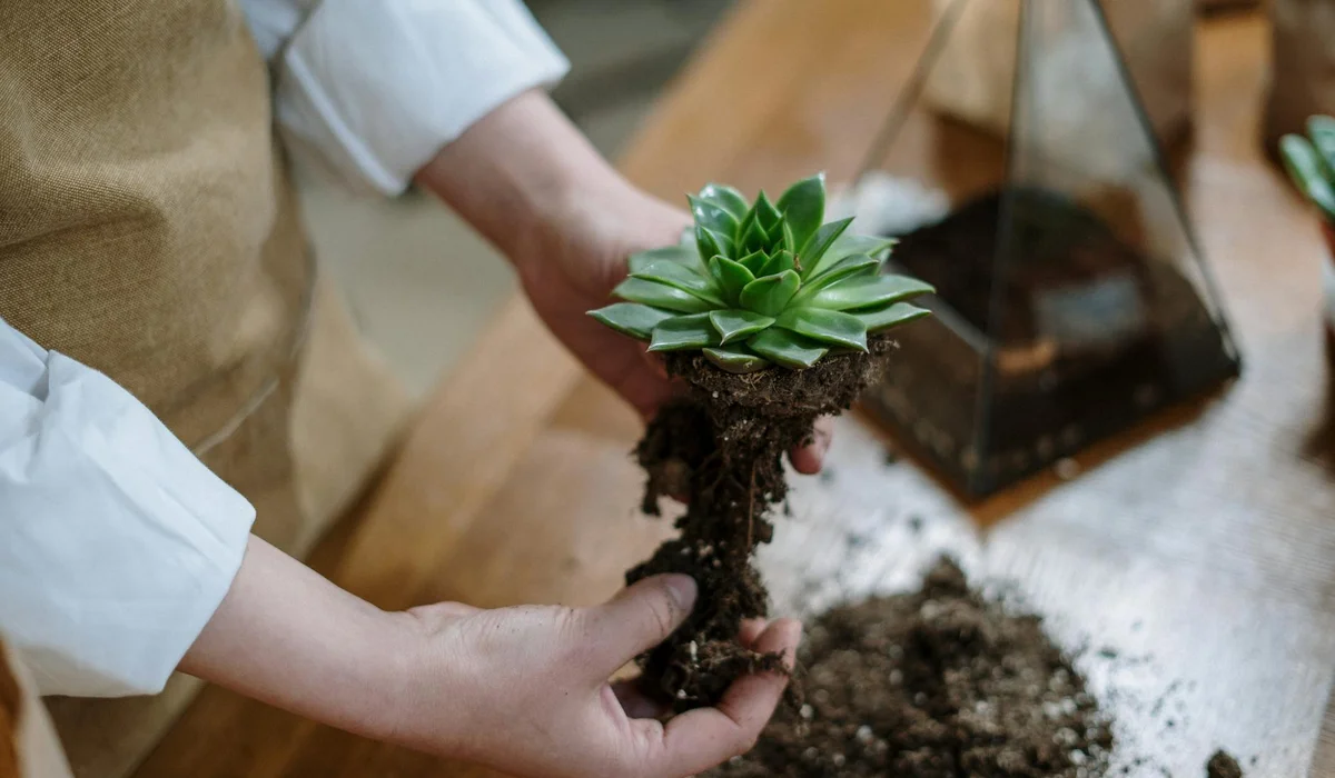 Hands placing a rooted succulent into soil to start a terrarium, with a glass terrarium in the background