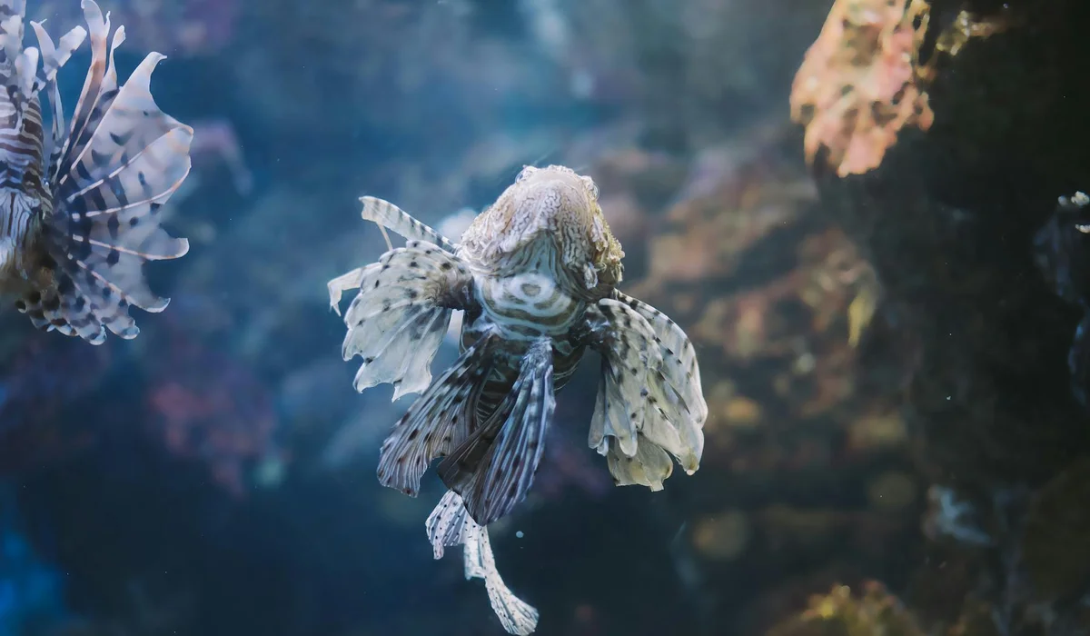 Close-up of a tropical fish with flowing fins swimming in a blue-lit aquarium