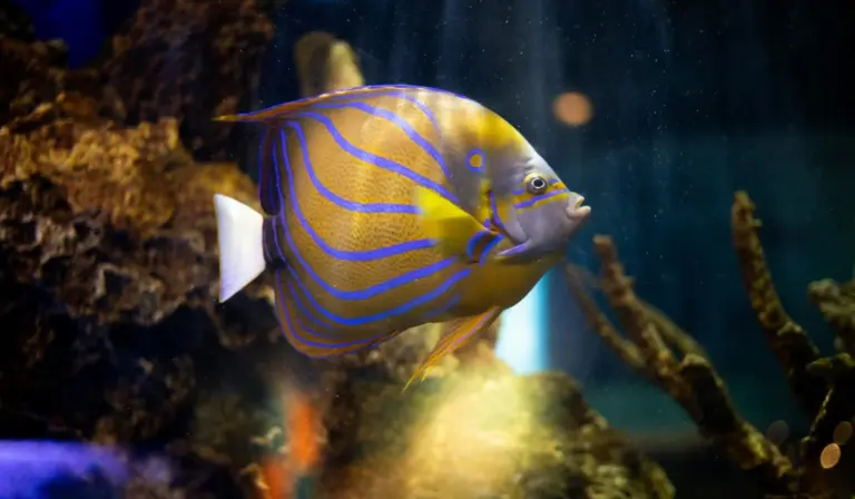 Yellow fish with electric blue stripes swimming beside rocks in a dimly lit aquarium.