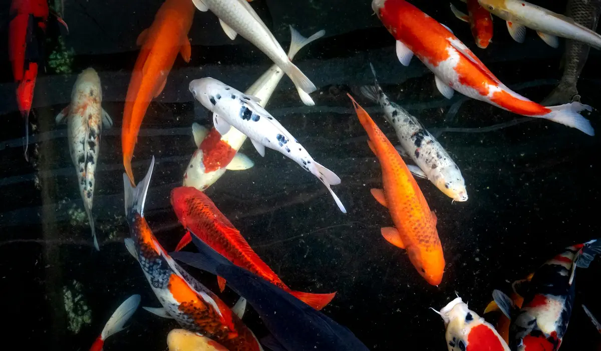 Top-down view of a colorful koi fish tank with orange, white, and black-patterned fish swimming in clear water.