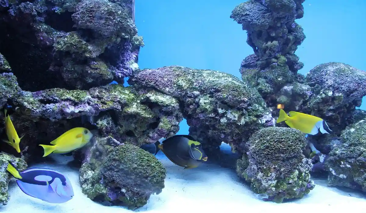 An aquarium with rock formations and crevices that create hiding places for fish; visible are yellow-colored fish and a bluish fish among the rocks.