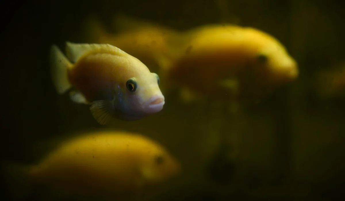 Yellow tropical fish swimming in a dimly lit aquarium