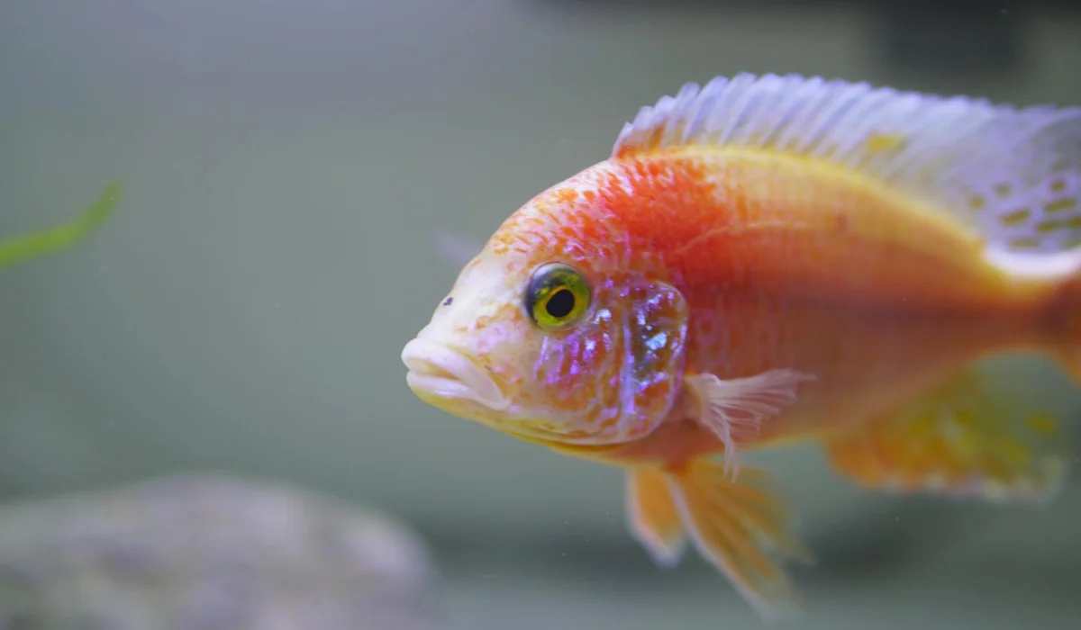 Close-up of a colorful tropical fish with orange and pink hues swimming in an aquarium