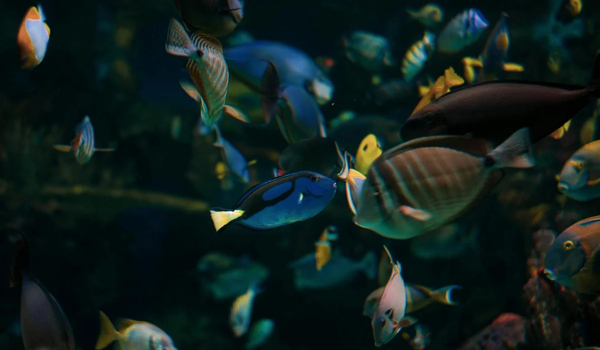 Colorful tropical fish swimming together in a dim aquarium, illustrating a busy environment for new arrivals.