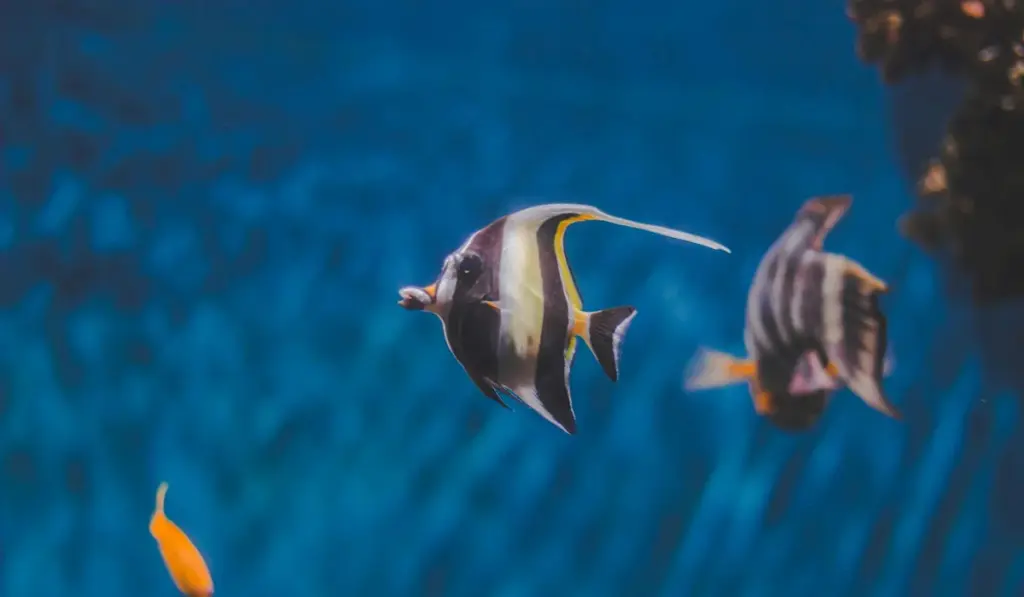 The Simple Leak Test: Your First Step to a Safe, Watertight Aquarium