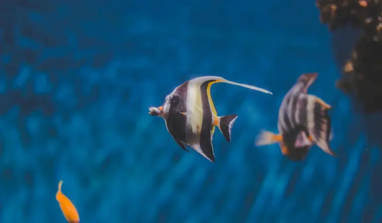 Two tropical fish swimming in a blue-lit aquarium