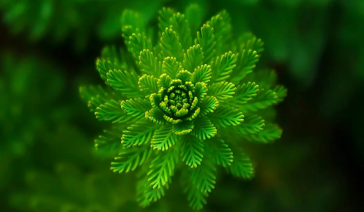 Close-up of a vibrant green aquatic plant with a dense, radial rosette of slender, fern-like leaves