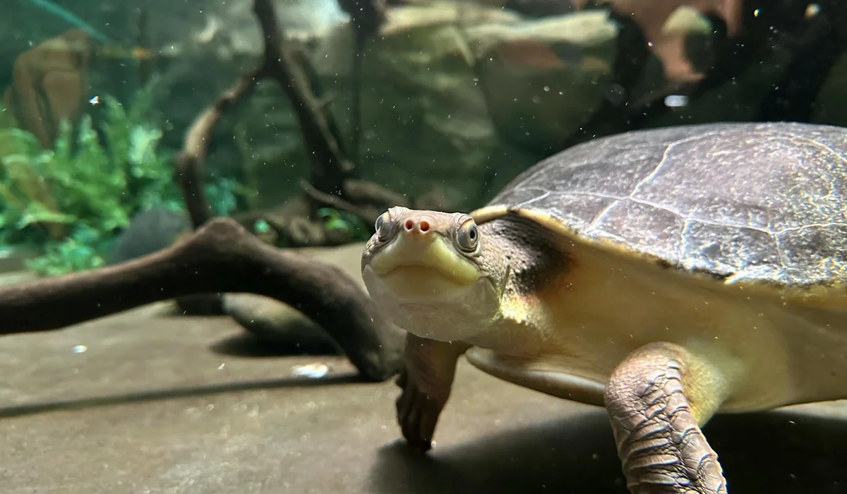 Close-up of a turtle in an aquarium with clear glass and aquatic plants in the background.