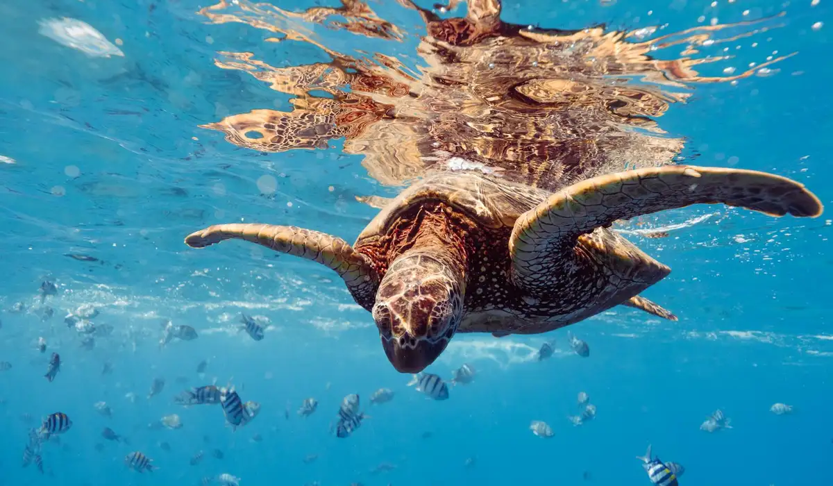 A sea turtle swims underwater toward the camera with small tropical fish swimming nearby in a clear blue ocean.