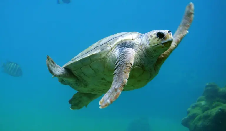 Sea turtle swimming underwater in clear blue ocean