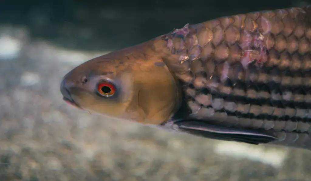 The Ultimate Aquarium Problem Solver: A Step-by-Step Diagnostic Checklist