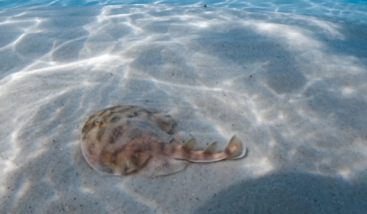 A small translucent sea creature resting on a sandy, shallow-water seabed.