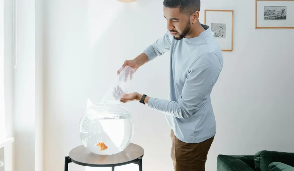 The Aquarist’s Vacation Blueprint: Stress-Free 1-Week & 2-Week Fish Care Plans