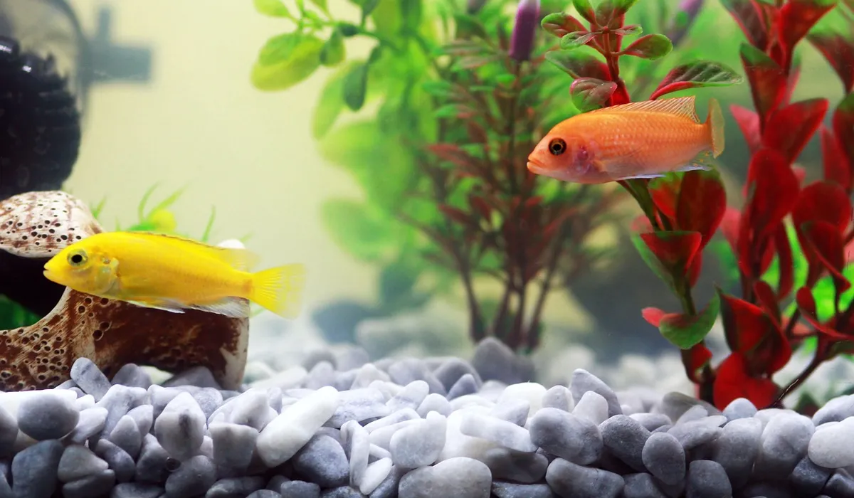Two colorful tropical fish swim in a planted aquarium with rocks on the bottom