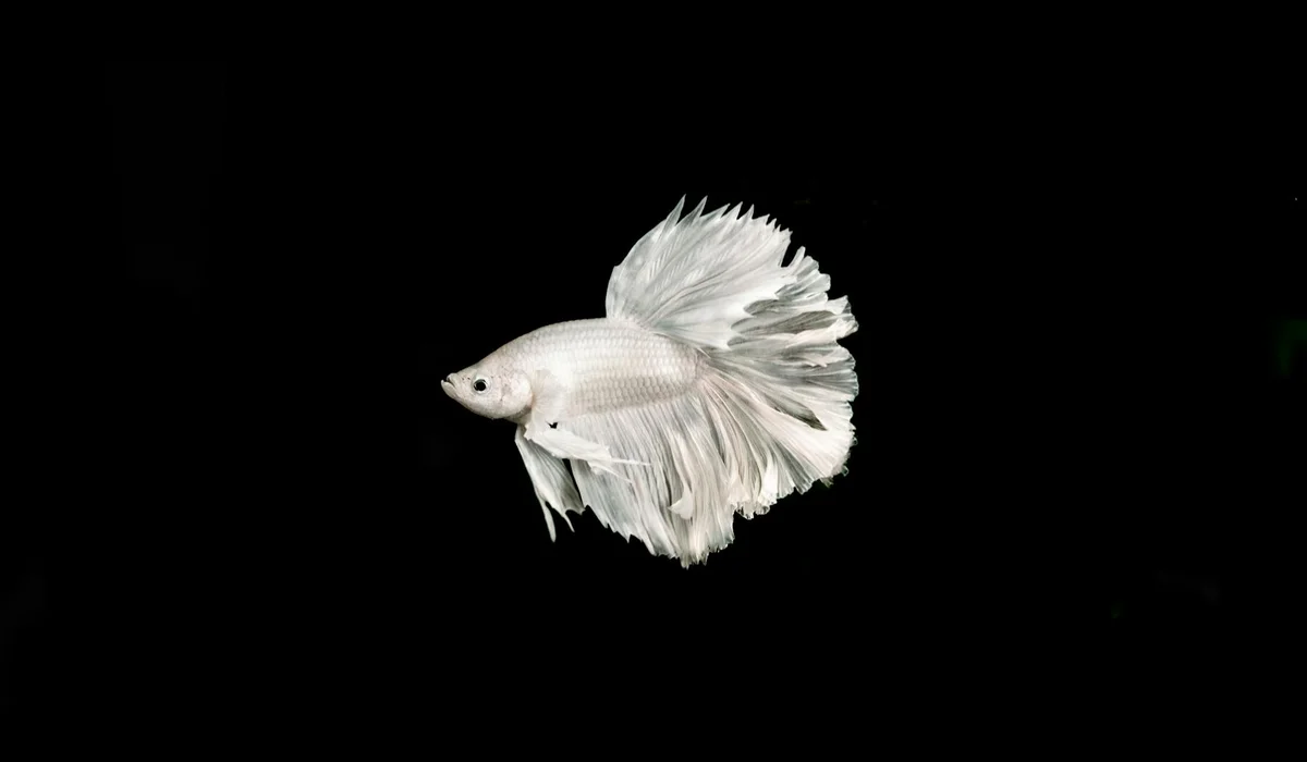 White Siamese fighting fish (betta) with flowing fins against a black background