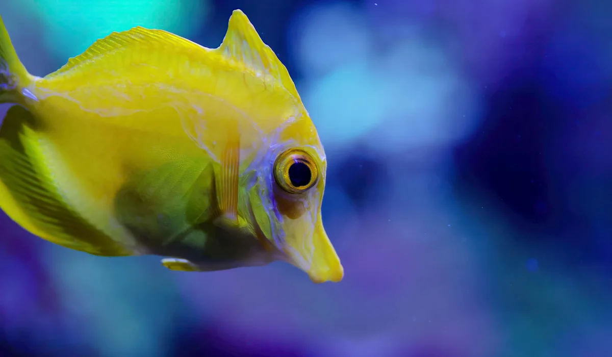 Close-up of a yellow tang fish swimming in a vibrant reef tank with blue-purple background.