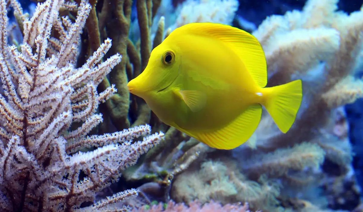 Yellow tropical fish swimming among coral