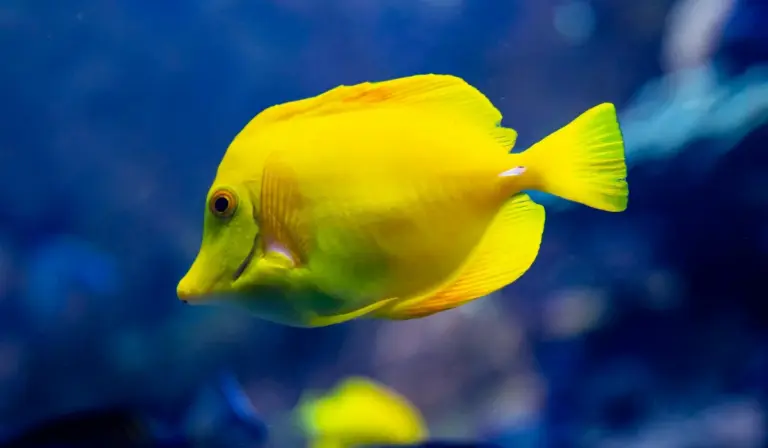 Bright yellow fish swimming in a blue aquarium