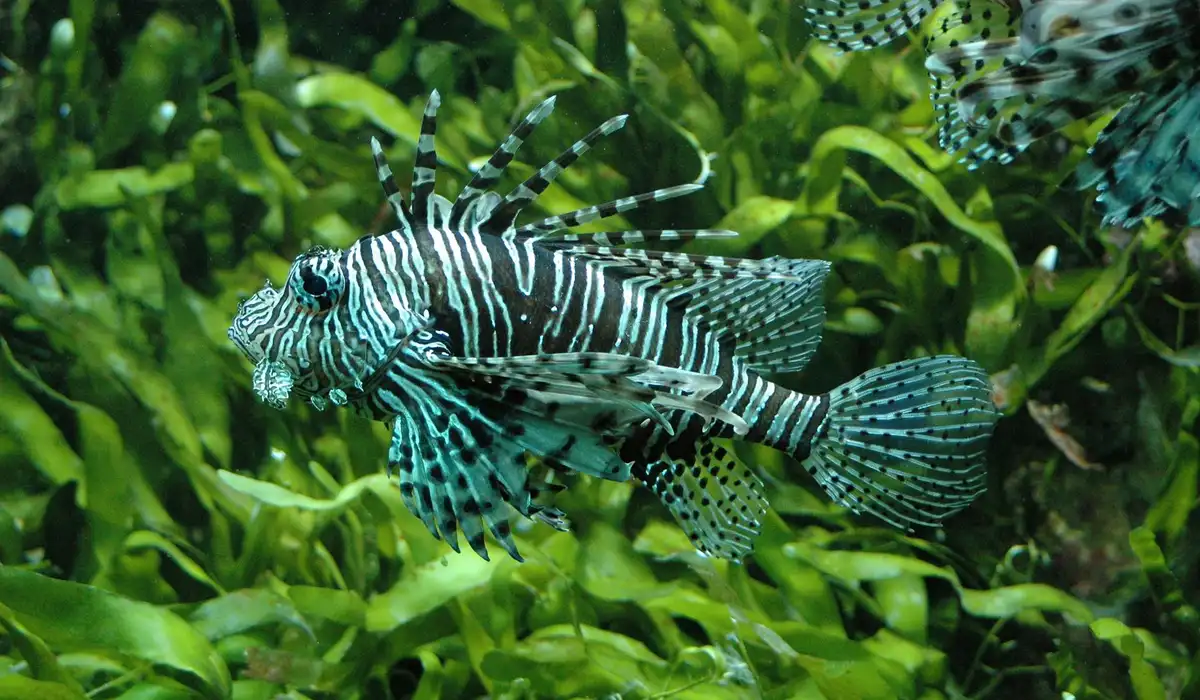 Zebra-patterned freshwater aquarium fish swimming among lush green aquatic plants
