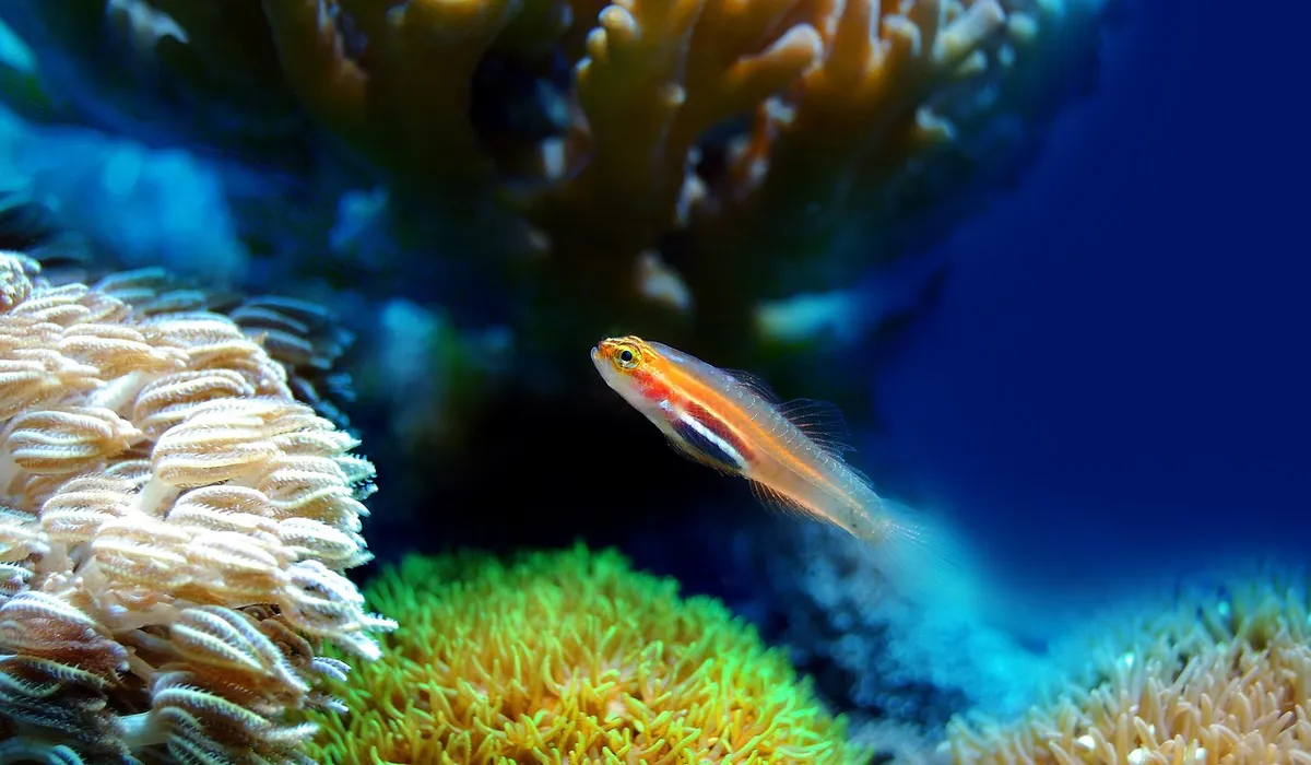 Small orange fish swimming among colorful corals in a home reef aquarium.