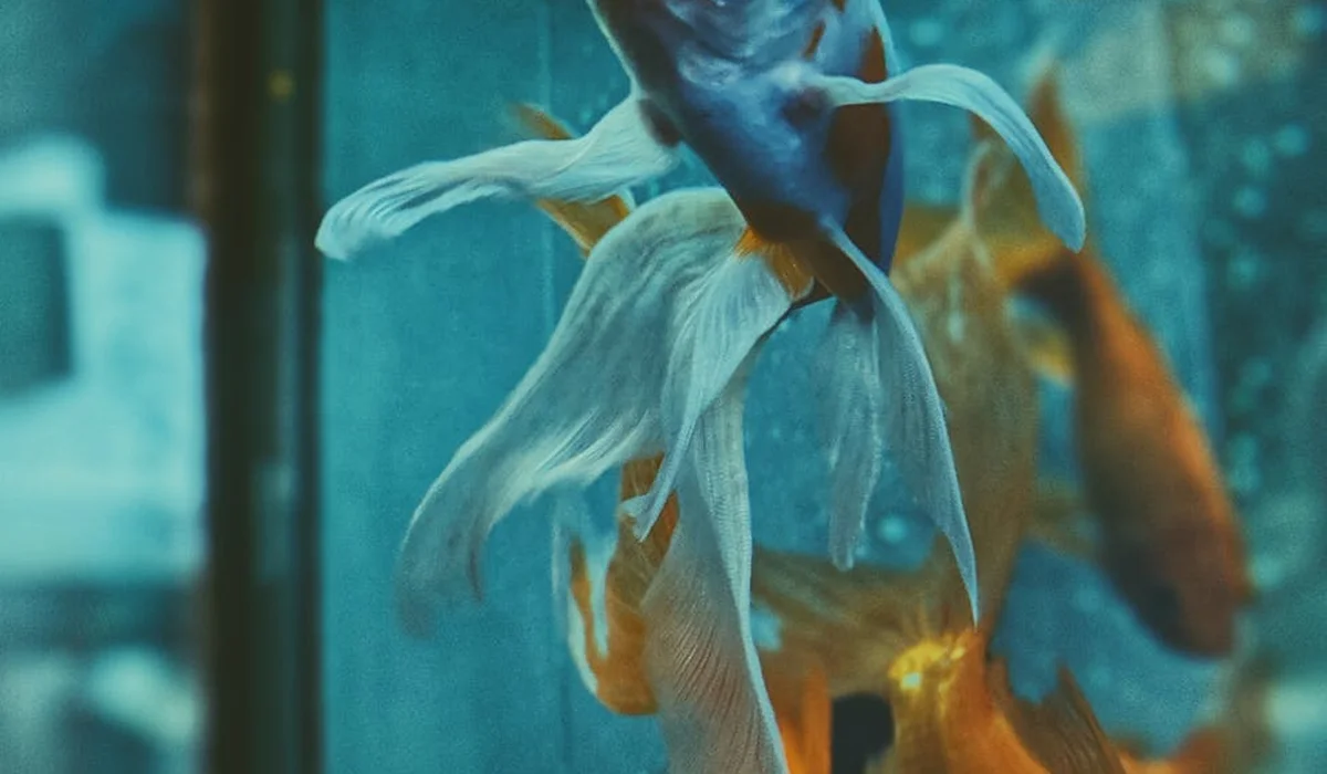 Two goldfish swimming in a blue-lit glass aquarium.