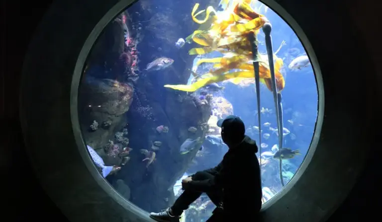 Silhouette of a person sitting by a circular viewing window filled with colorful fish inside an aquarium.