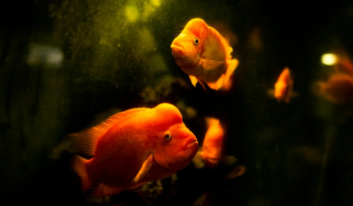 Bright orange fish swimming in a dimly lit aquarium with a blurred background.