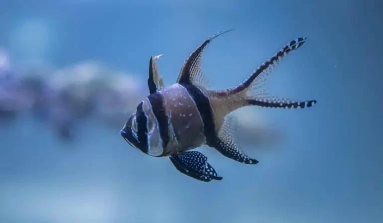 A tropical angelfish swimming in a blue aquarium.