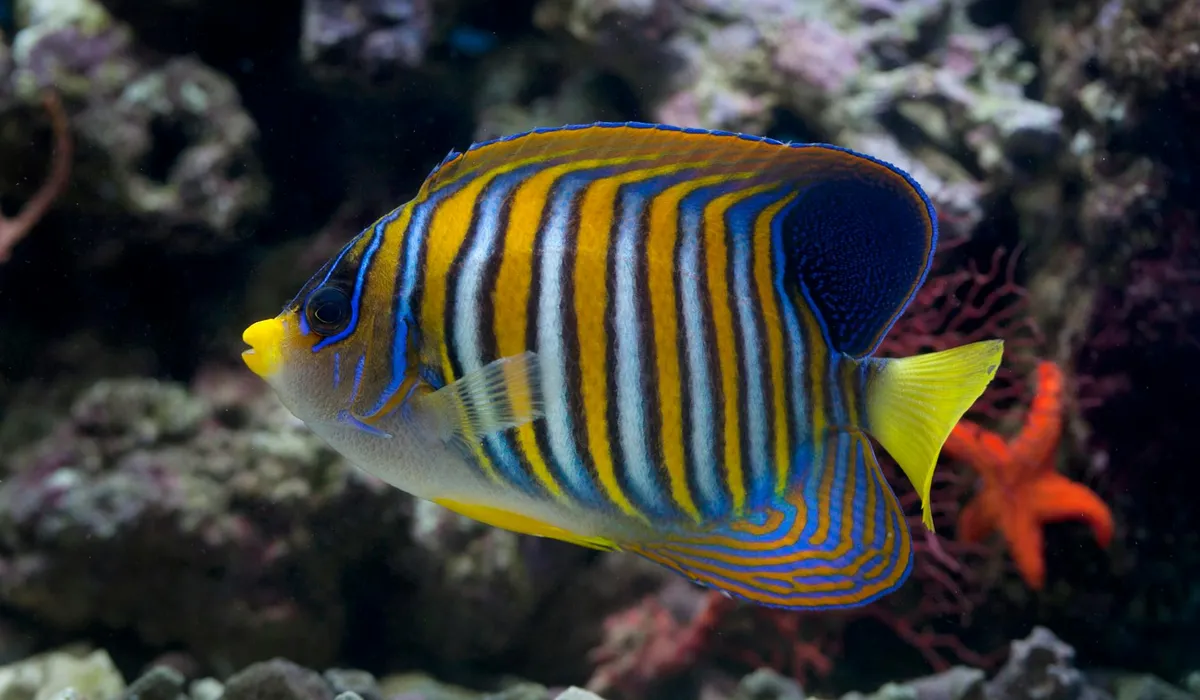 Colorful blue-and-yellow striped tropical fish swimming among coral in a reef-style aquarium.
