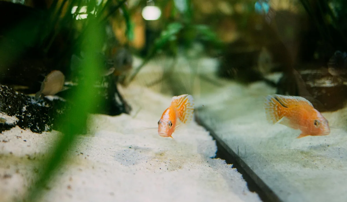 Two small orange freshwater fish swimming near white sand in a planted aquarium.