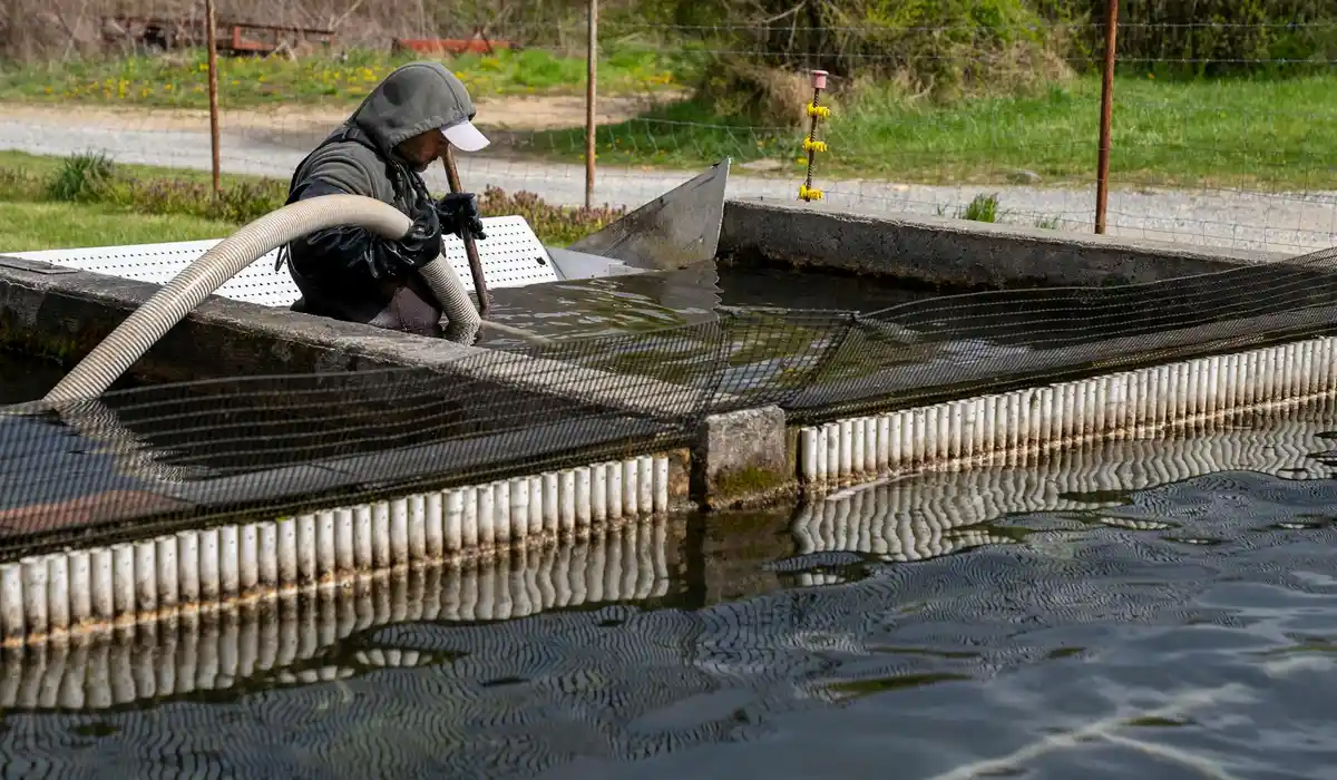 Aquarium technician wearing protective gear uses a hose to transfer water in a large acclimation tank, preparing fish for a new environment.
