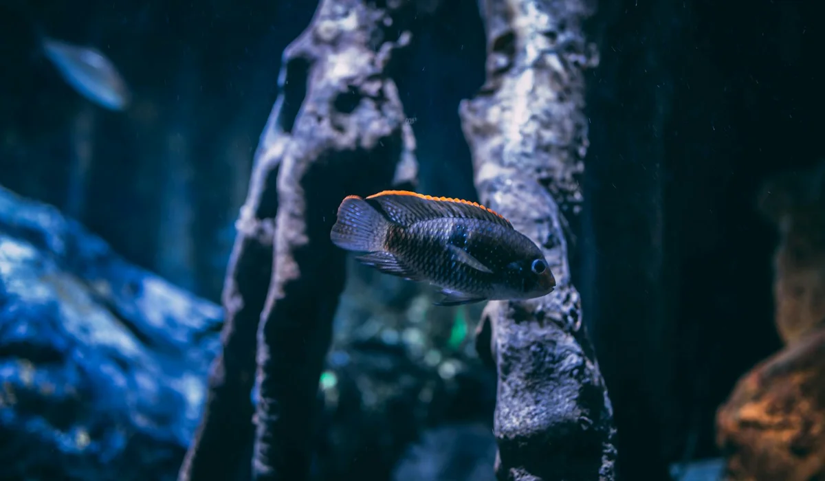 A dark fish swims among vertical, weathered rocks in a dimly lit aquarium, illustrating tension and dynamics in a community tank.