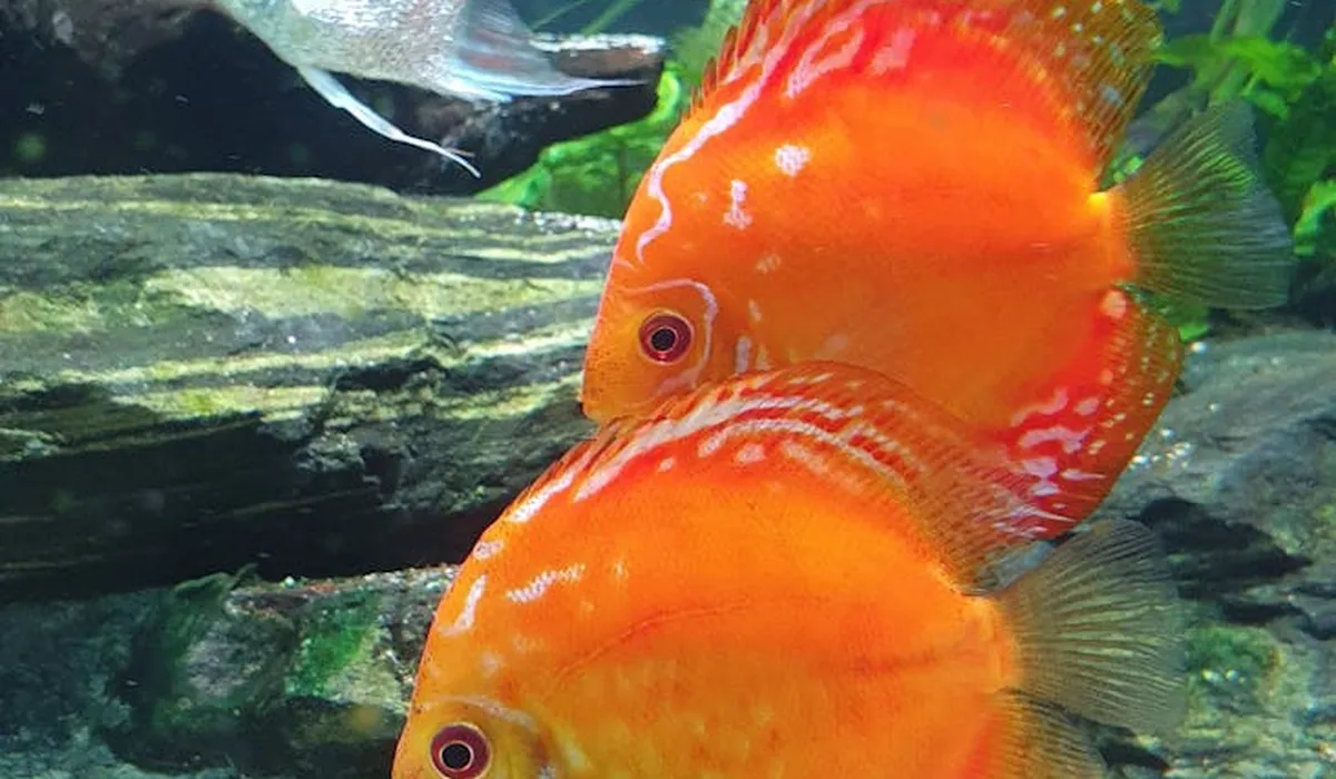 Two bright orange aquarium fish swim near clean, algae-free rocks in a well-maintained tank.