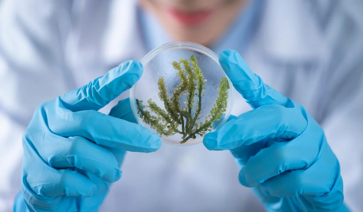 Scientist wearing blue gloves holds a petri dish containing green algae.