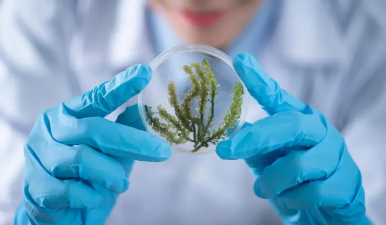 Person wearing blue gloves holds a petri dish containing green algae culture, illustrating analysis for cleaning aquarium decorations and rocks.