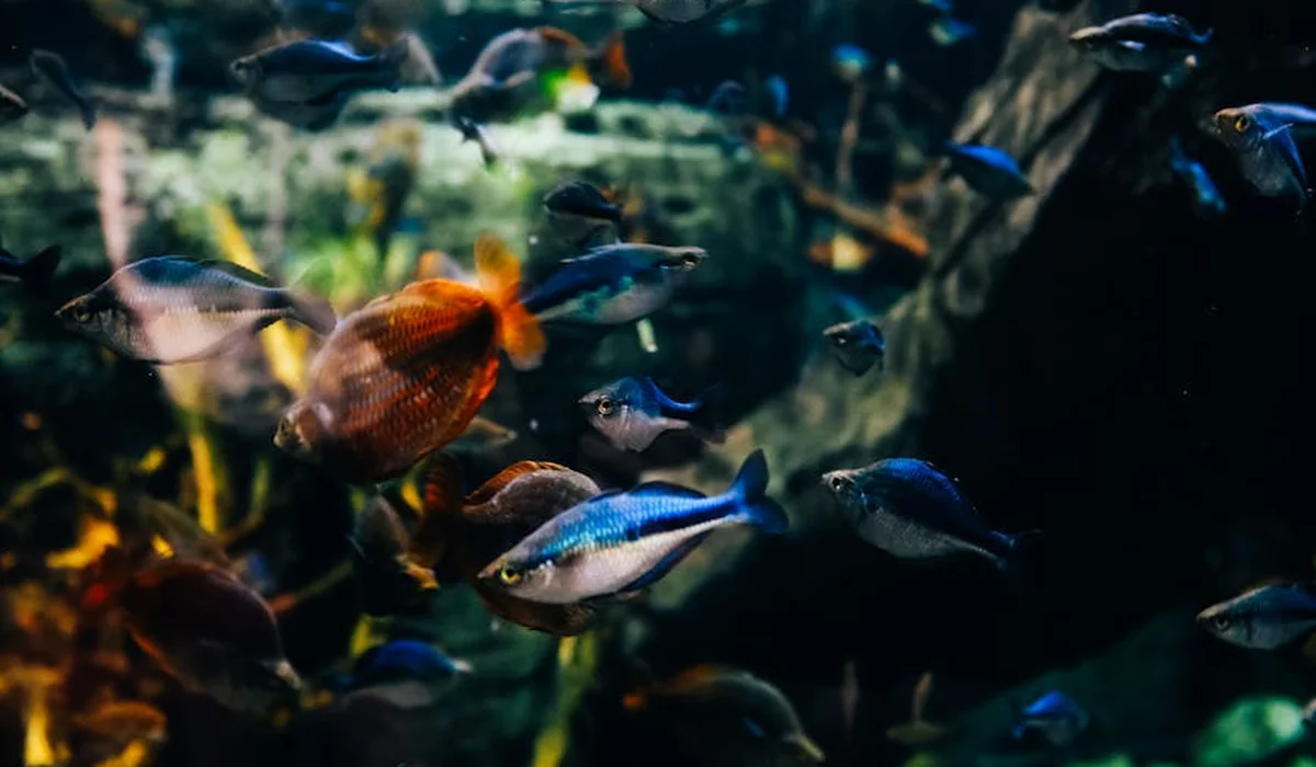 A group of small blue algae-eating fish swimming around an orange-red shrimp in a dimly lit aquarium.