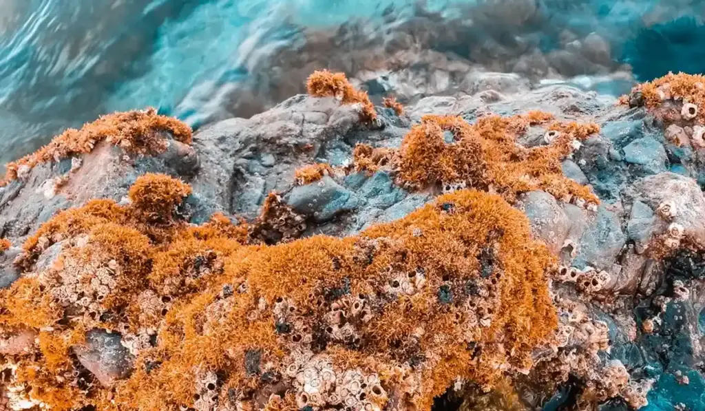 Your Algae Solution: Picking the Perfect Fish and Shrimp Cleanup Crew