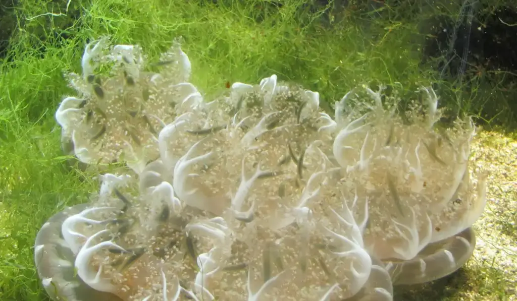 Hydrogen Peroxide Algae Treatment: A Keeper’s Guide to Dosage and Safety