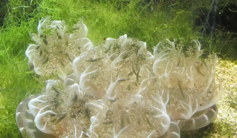 Aquarium with white, coral-like algae growth against a green background