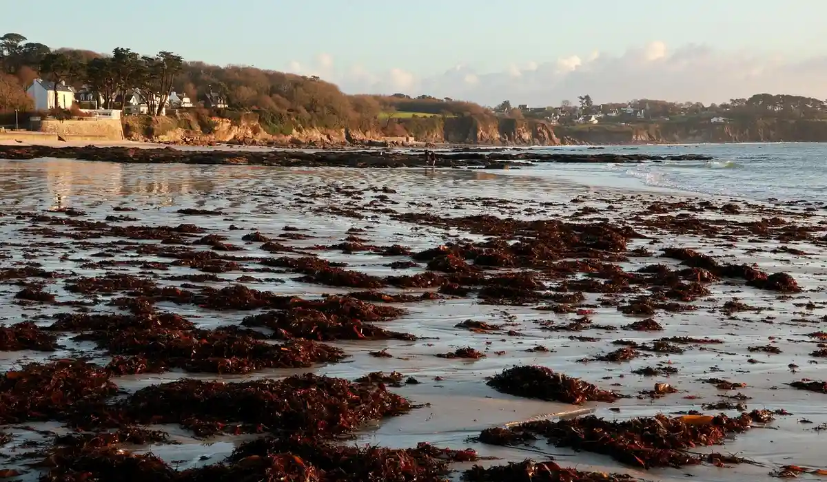 Coastal shoreline with brown seaweed and rocks along the water