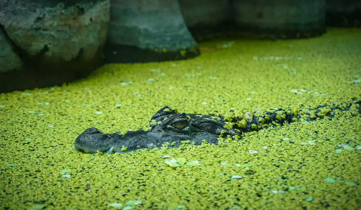 Close-up of a freshwater aquarium substrate heavily covered in bright green algae with a dark decorative piece and rocks in the background.
