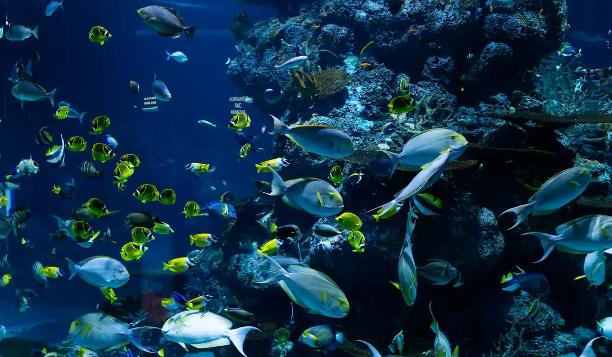 A colorful aquarium scene with many small fish swimming around coral, illustrating ongoing filtration in an underwater habitat.