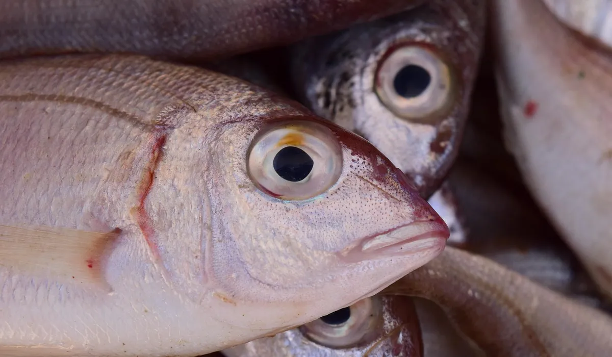 Close-up of several small aquarium fish with prominent eyes, clustered together.