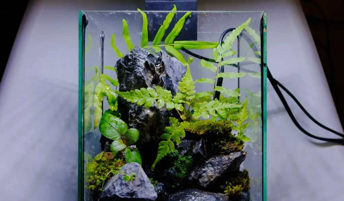 Small glass aquarium with rocks and lush green aquatic plants; no measurement tools visible.