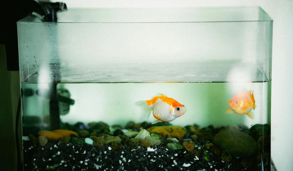 Small freshwater aquarium with two orange fish and a gravel substrate, illustrating a basic lighting setup