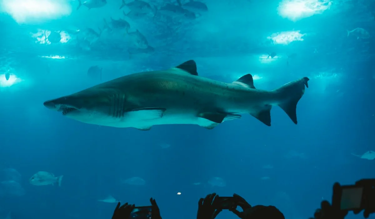 Underwater view inside an aquarium showing a large shark-like fish swimming overhead as silhouettes of visitors reach toward the tank from below.