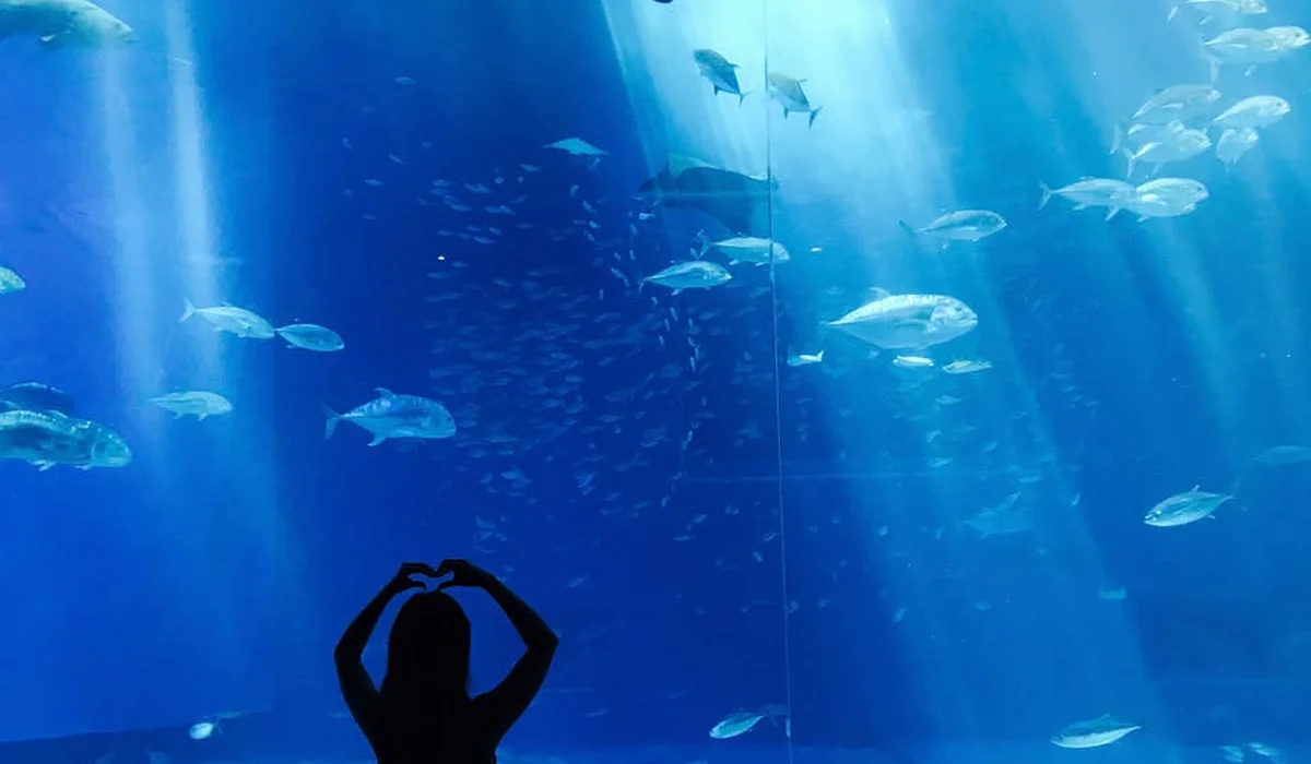 Silhouette of a person with arms raised inside a large aquarium tank, with schools of fish swimming in blue water.
