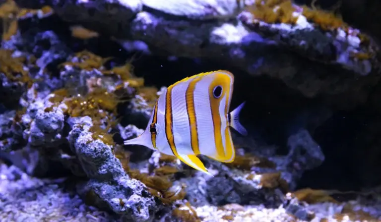 Colorful striped tropical fish swimming among rocks in a dimly lit home aquarium.